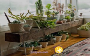 3 ایده برای زیباتر کردن منزل با گیاهان در طراحی داخلی
