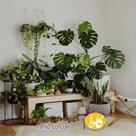 ۳ ایده برای زیباتر کردن منزل با گیاهان در طراحی داخلی